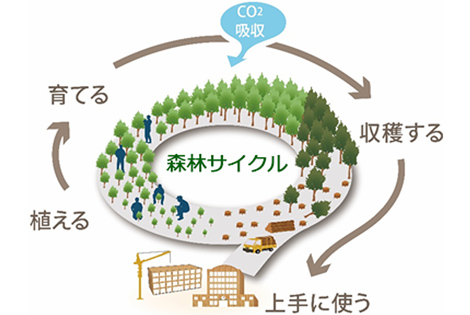 「植える→育てる→収穫する→使う→…」というこのサイクルを、森林サイクルといいます。