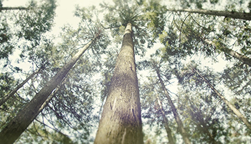 国産木材の利用促進を通じた林業の活性化