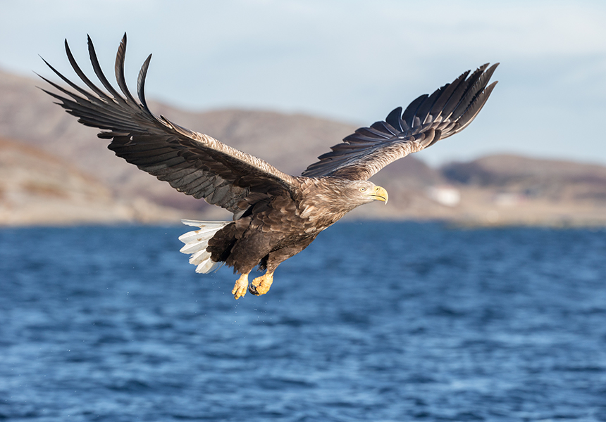 White-tailed eagle