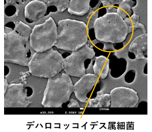 本技術で利用する脱塩素化微生物の電子顕微鏡写真