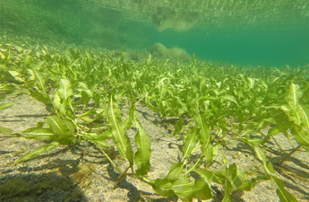 繁茂する水草（ガシャモク）