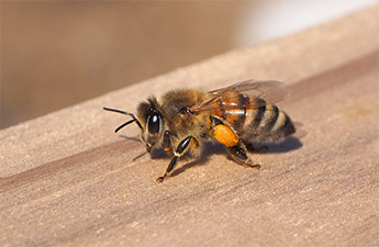 養蜂の取り組み 調の森 Shi Ra Be