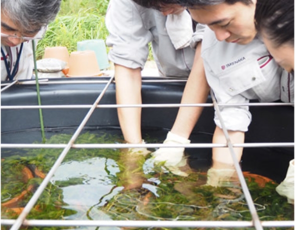 希少な水草の生息域外保全