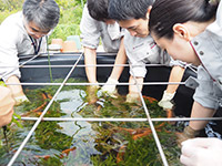 水草の生息域外保全技術