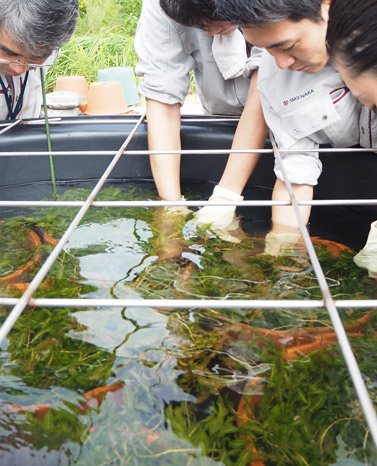 水草の生息域外保全技術