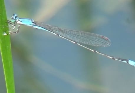 環境DNA分析によるトンボ類のモニタリング