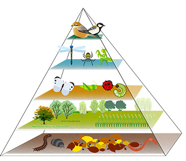 生態系ピラミッド
