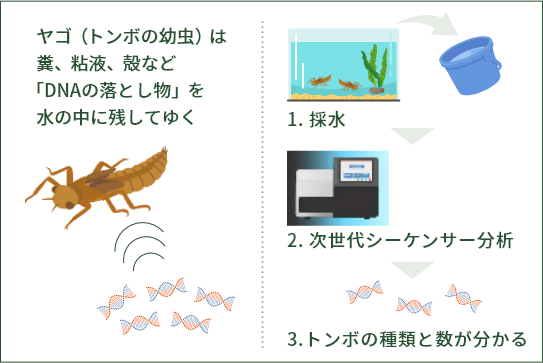 環境DNAでのトンボ調査の概念図